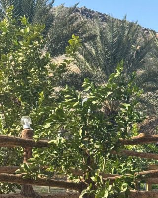 الشجرة… صدقةٌ لا تنقطع وحصنٌ بيئي لا يُستغنى عنه