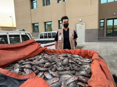 بلدية بيشة تتلف ٥٤٠ كيلو جراماً من الأسماك الفاسدة