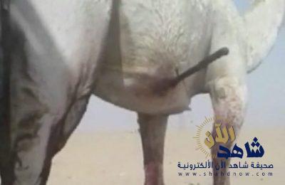 بالصور : عامل سوداني يطعن ناقة بالسكين دون شفقة ولا رحمة.. بسبب خلاف بينه وبين صاحبها