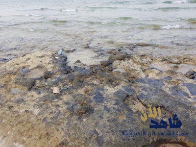 بالصور .. زيوت وحيوانات نافقة على شواطئ الخفجي تثير تذمر المتنزهين