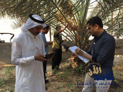 الحسيني … نتائج جميع العينات المخبرية للتمور سليمة من متبقيات المبيدات