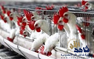 “الصحة”: انتشار إنفلونزا الطيور بمستشفيات الرياض.. شائعة