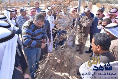 برايم وطمسون اهم أصناف العنب الأجنبية التي يمكن زراعتها بالاحساء