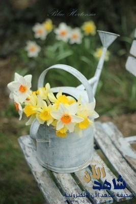 الماء يبحث عن شعيبه !