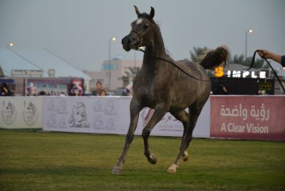 انطلاق بطولة الأحساء لجمال الخيل العربية الأصيلة