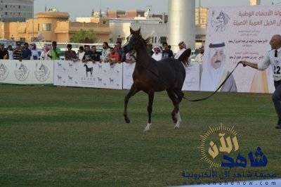 انتقاء الجمال بالجمال صور من مسابقة جمال الخيول العربية