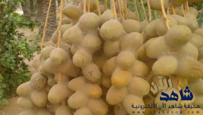 زراعة الاحساء : حلم الغبار عناكب تدمر النخيل