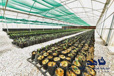 المؤسسة العامة للري تصل الى 100.000 شجرة