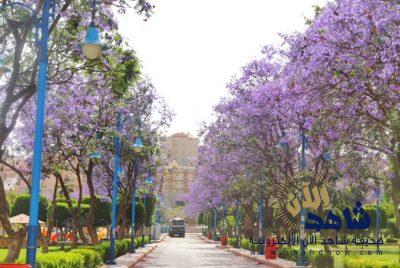 أمانة عسير تهيء حدائقها بـ 3 مليون وردة و اكثر من 6700 شجرة وشجيرة