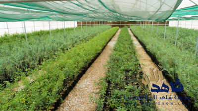 المؤسسة العامة للري تستأنف أعمال زراعة (2) مليون شجرة خلال أربع سنوات