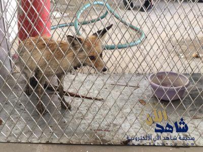 أمانة الاحساء .. اصطياد حيوان ضال من ” فئة الثعالب ” اختبأ بمنزل مواطن