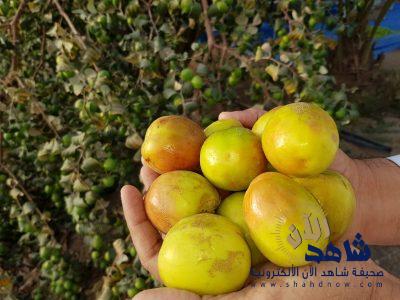 وادي الدواسر ترفد أسواق المملكة بثمرة العبري