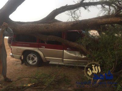 شاهد.. ماذا فعلت شجرة عملاقة بمركبة شاب احتمى بها من البَرَد والرياح بالقصيم