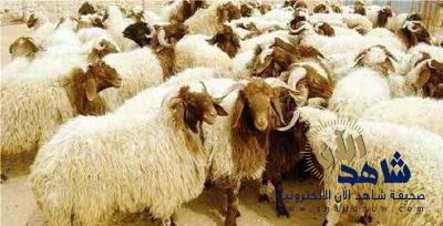 ارتفاعات كبيرة في أسعار الأغنام خلال رمضان.. التفاصيل بالأرقام