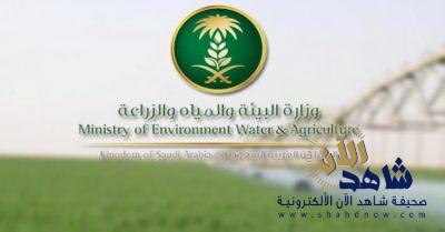 #البيئة تعلن إنشاء مدينة عالمية للتمور