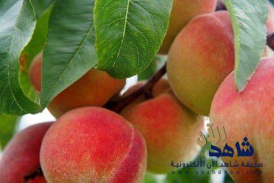 الخوخ يدخل قائمة المنتجات الزراعية السعودية بعد تجربته هذا العام في القصيم