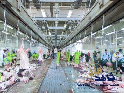 خلال 24 ساعة.. 500 ألف أضحية بمشروع المملكة للإفادة من الهدي والأضاحي