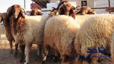 لتجنب الغش.. تنبيهات لمن أراد شراء الأضحية (فيديو)