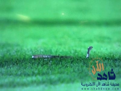 فيديو .. ثُعبان يُوقف مباراة الفيحاء وعكاظ في كأس الملك