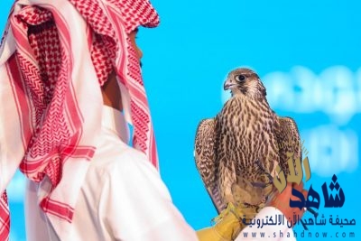 237 ألف ريال حصيلة اليوم الـ15 لمزاد نادي الصقور السعودي