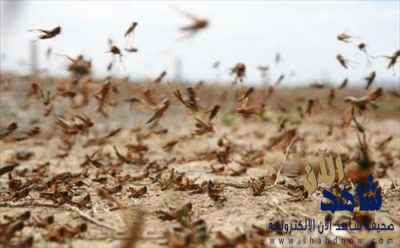 «البيئة» تتابع وضع الجراد الصحراوي محلياً ودولياً وتحذر من ارتفاع مستوى التهديد من دول الجوار