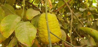 “الأترجة ” الفاكهة الشتوية في محافظة وادي الدواسر