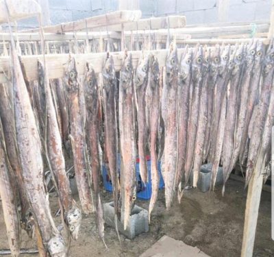 إحباط توزيع 11 طناً من الأسماك الفاسدة في موقع تديره عمالة مخالفة بمكة