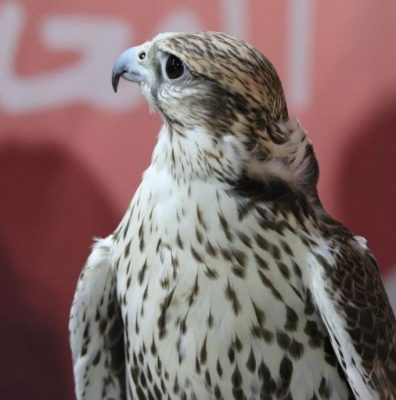 برنامج كيف المعنوية يستضيف ثلاثة من صقارين الأحساء