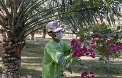 أمانة الأحساء .. مضاعفة انتاج شتلات (الزهور والأشجار) الى 3.5 مليون سنوياً