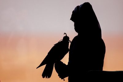 الصقارون يُثمنون قرار “الحياة الفطرية” بمنع طرح “الشاهين الجبلي” و”الصقر الوكري”