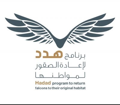 في اليوم العالمي للطيور المهاجرة :  جهود سعودية لإعادة الصقور إلى مواطنها
