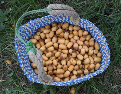 أسواق الأحساء تستقبل إنتاج أول موسم الرطب