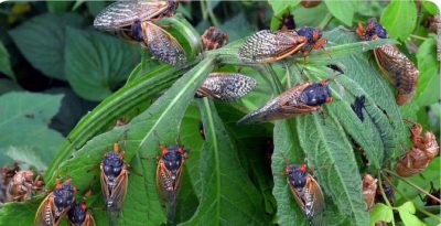مليارات من حشرة Cicadas تهاجم بعض ولايات أمريكا وتحدث ضجيجا في حفل تزاوجها