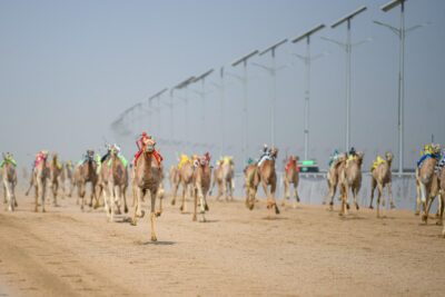 تحت رعاية كريمة من سمو ولي العهد.. غداً.. انطلاق مهرجان ولي العهد للهجن في نسخته الثالثة بالطائف