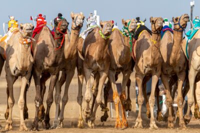 السعودية تتصدر نقاط جائزة سيف ولي العهد