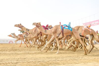 في سابع أيام نهائي مهرجان ولي العهد للهجن3.. منافسة ضارية بين نخبة الحيل والزمول