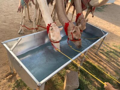 4000 كيلوجرام من العسل للمطايا المشاركة في مهرجان الهجن