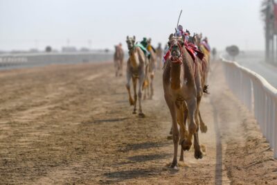 نيابة عن سمو ولي العهد .. سمو الأمير خالد الفيصل يحضر ختام منافسات النسخة الثالثة لمهرجان ولي العهد للهجن بالطائف