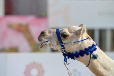 سيف ولي العهد يكسر حاجز الـ 50 نقطة