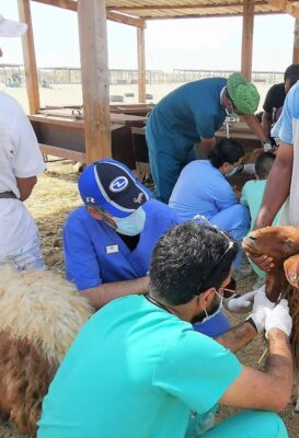 زراعة الشرقية تطلق حملتها لتطعيم الأبقار ضد الحمى القلاعية بـ “الجرعة الثانية”