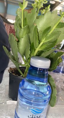 اسقي زهور الاربعين .. بوحدة حماية الأحساء