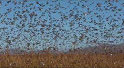 “وقاء‬” : لا أضرار على المحاصيل الزراعية نتيجة إنتشار “الجراد النطاط” في العاصمة المقدسة