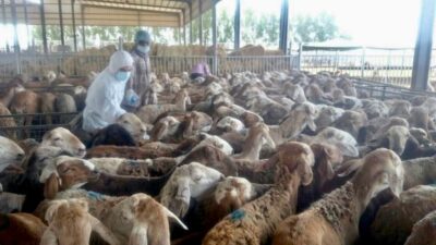 بأكثر من 190ألف خدمة بيطرية الدمام تختمت الربع الأول لعام2023