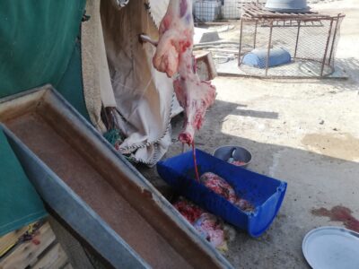 “زراعة الشرقية” و بأكثر من 33700 أضحية تنهي أيام عيد الأضحى المبارك 1444هـ