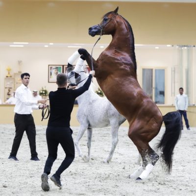 مزاد مربط دبي يفسح المجال لعشاق جودة الإنتاج العالمي