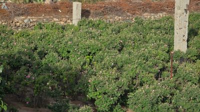 بين القطف والتقطير.. رحلة من حقول الفجر إلى قارورة العطر