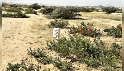 لاستثماره وحمايته من الهدر والاحتطاب.. خارطة طريق لحماية الغطاء النباتي بوادي السرح