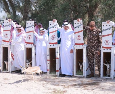 سمو الأمير سعود بن طلال يرعى إطلاق عدد من الكائنات الفطرية في متنزه الأحساء الوطني