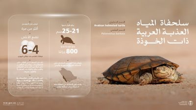 “الحياة الفطرية”: “سلحفاة المياه العذبة ذات الخوذة” تستوطن المملكة وهذا غذاؤها