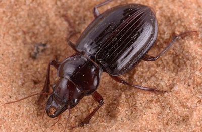 بيان من”وقاء” بشأن الخنافس: “نافعة ولا ننصح بمكافحتها”